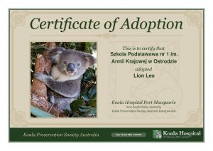 Koala Adoption Certificate 12 1
