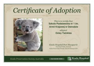 Koala Adoption Certificate 17 1