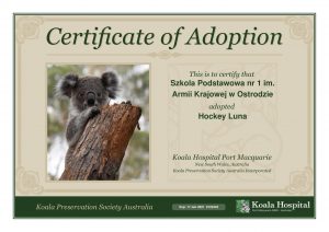 Koala Adoption Certificate 9 1